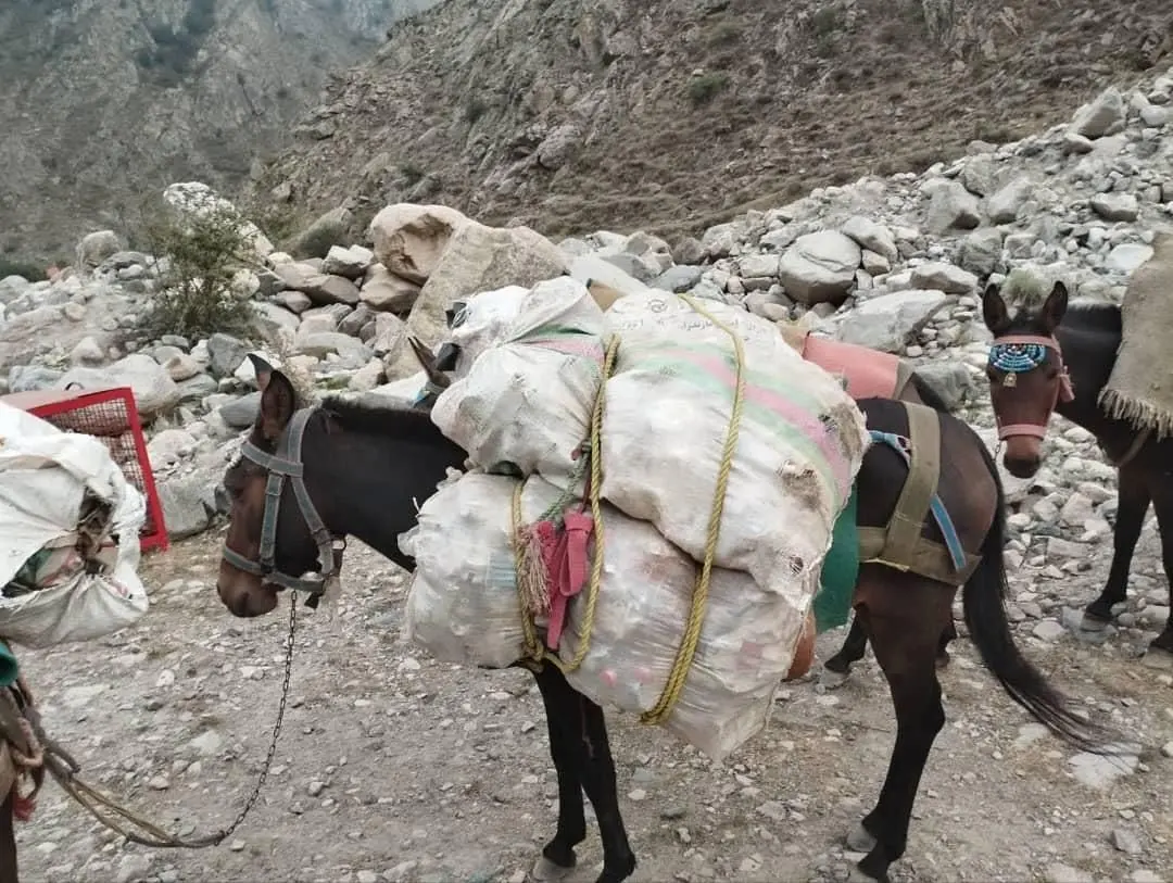 pic's of main's title